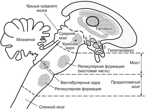 Взаимосвязь ретикулярной формации с другими структурами мозга