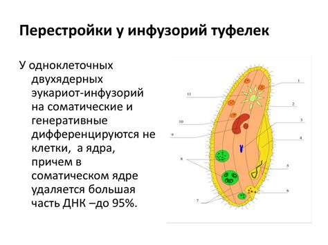 Взаимосвязь сократительных вакуолей и обмена веществ у инфузорий туфельки: обзор и анализ научных исследований