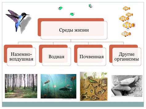 Взаимосвязь среды обитания и функционирование репродуктивной системы усовершенствованных сердцевин Корнифера