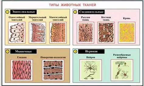 Виды соединительной ткани и их расположение в организме