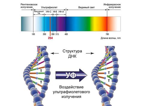 Виды стекла и их способность фильтровать ультрафиолетовые лучи