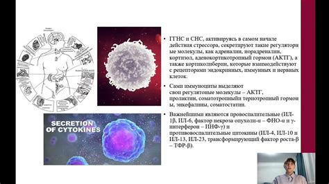 Влияние Лактобаланса на иммунную систему