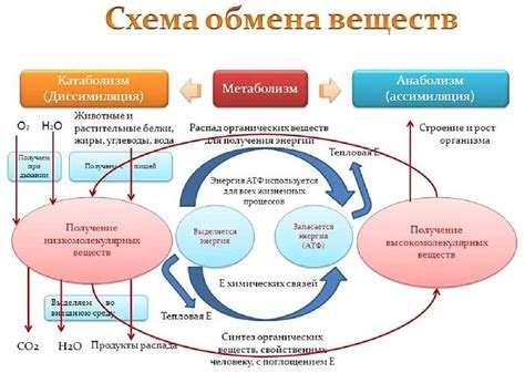 Влияние азота на регуляцию обмена веществ