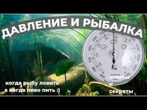 Влияние атмосферного давления на активность клева у щук