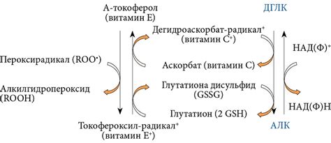 Влияние без сахара на активацию метаболизма