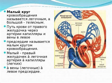 Влияние взаимодействия лимфатической и кровеносной систем на защитные функции организма