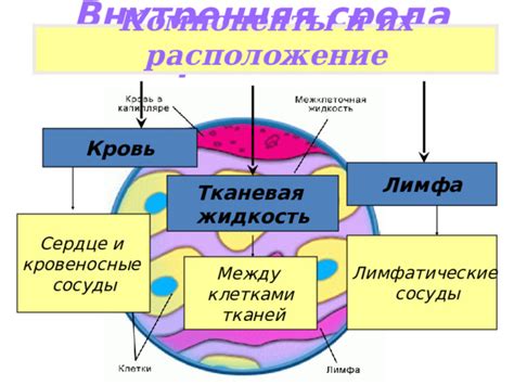 Влияние взаимодействия между клетками на их передвижение и сцепление