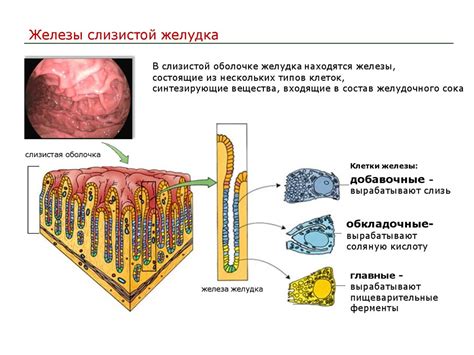 Влияние вина на работу пищеварительной системы и обмен веществ