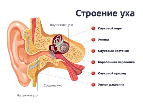 Влияние влажности на слух: что происходит с органами слуха при мокрых ушах?