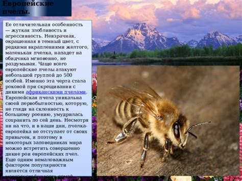 Влияние внешних факторов на выбор жилого участка дикими пчелами в экосистемах лесной среды