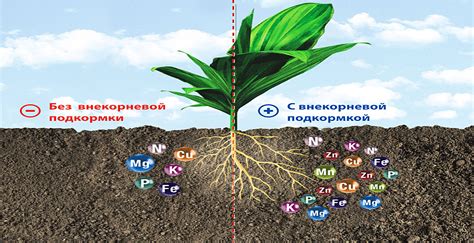 Влияние выбора удобрений на рост и цветение астр