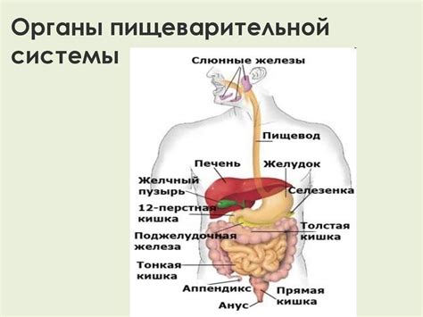 Влияние гельминтов на работу пищеварительной системы