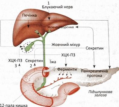 Влияние гепопротекторов на функцию печени и желчного пузыря