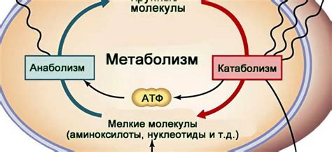 Влияние гептрала на метаболические процессы