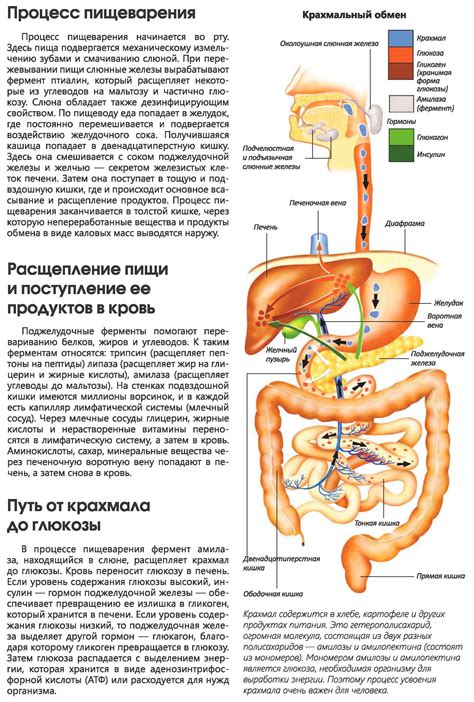 Влияние гиалуронидазы на пищеварительную систему