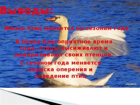 Влияние гидрофобного оперения на поведение птиц во время осадков