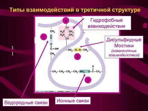 Влияние гидрофобных взаимодействий на формирование третичной конфигурации