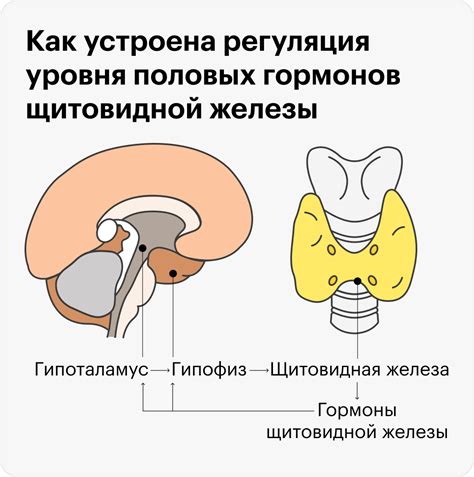 Влияние гипофиза на работу щитовидной железы