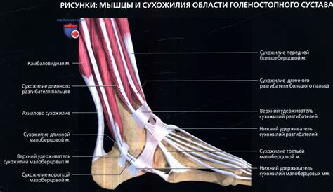 Влияние голеностопного сустава на равновесие и устойчивость организма