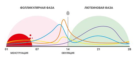 Влияние гормонального цикла на проявление сексуальной активности у собак