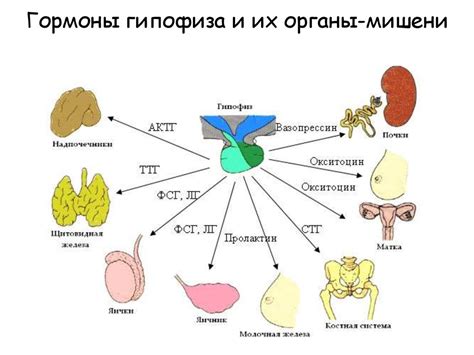 Влияние гормонов гипофиза на различные системы организма