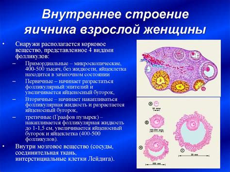 Влияние гормонов на формирование и созревание половых клеток