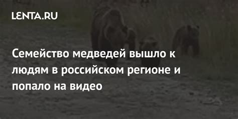 Влияние гуманной активности на среду обитания медведей в регионе