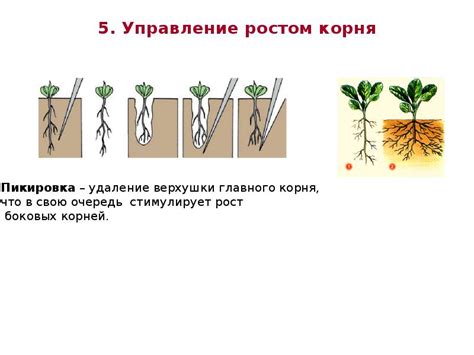 Влияние золы на корневую систему и благосостояние растений