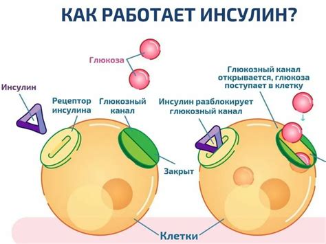 Влияние инсулина на проникновение сахара в клетки организма