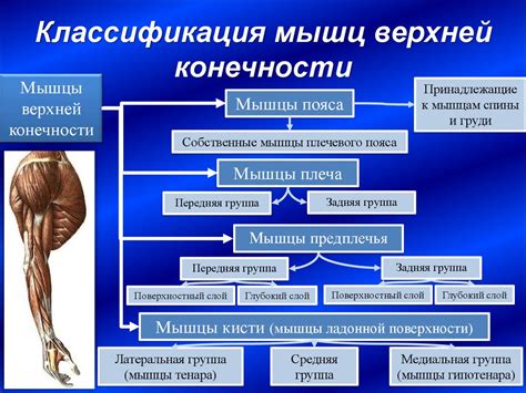 Влияние использования комбоскина на состояние суставов и мышц верхней конечности