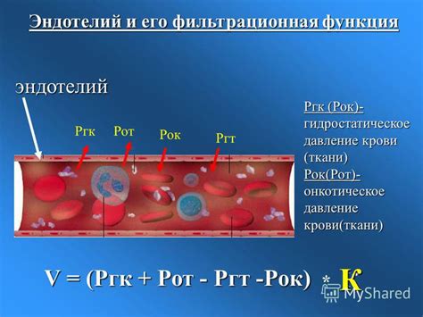 Влияние клюквы на улучшение работы эндотелия и расширение кровеносных сосудов