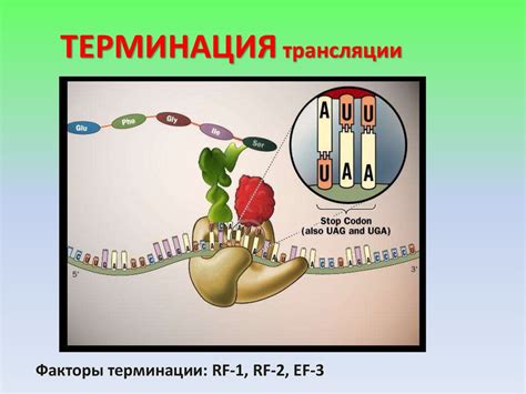 Влияние лизосом на обмен и передачу генетической информации