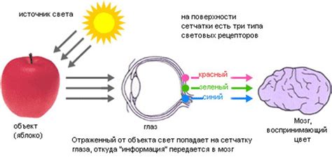 Влияние лингвистической системы на мышление и восприятие