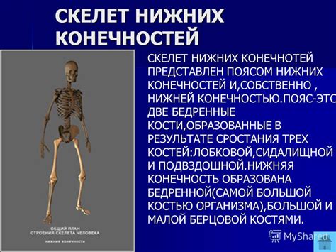 Влияние магния оротата на работу скелетных мышц и костей