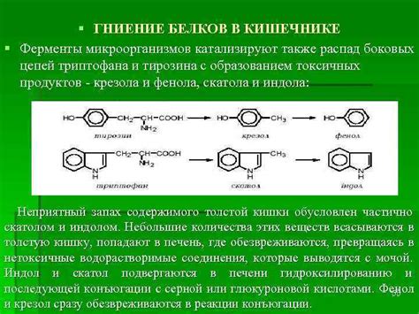 Влияние микроорганизмов на переваривание питательных веществ в организме