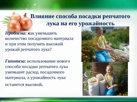 Влияние момента посадки лука после картофеля на урожай