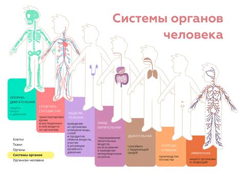 Влияние мышьяка на функционирование органов и систем организма