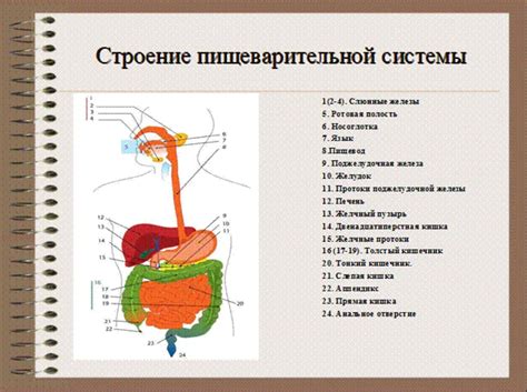 Влияние недостаточной гигиены на функционирование пищеварительной системы