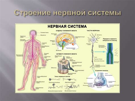 Влияние недостаточно плотной области на функционирование центральной нервной системы