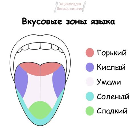 Влияние нижнего неба на вкусовые ощущения