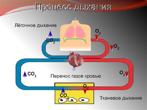 Влияние никотинамидадениндинуклеотида на процесс дыхания