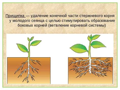 Влияние обрезки основного прямостоящего побега на развитие корневой системы яблони