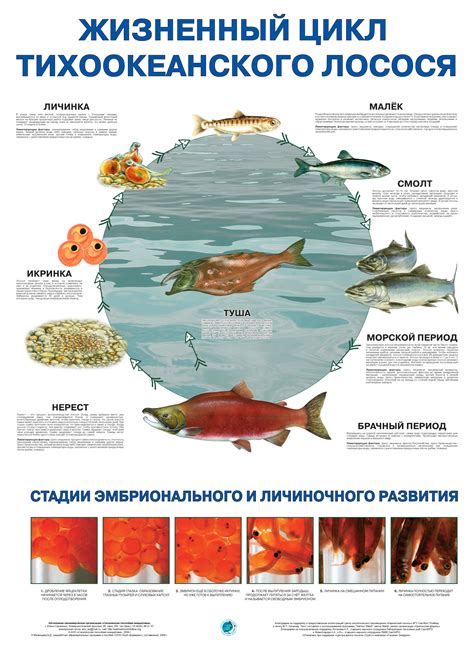 Влияние океанских течений на жизненный цикл лосося