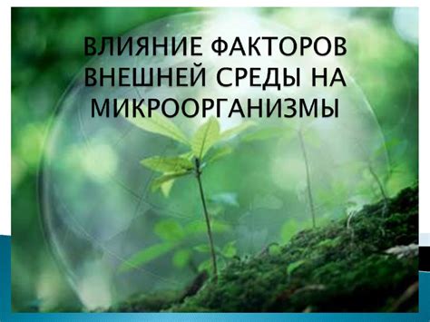 Влияние окружающей среды на внешний вид поганки