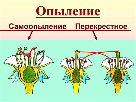 Влияние окружающей среды на процесс опыления гладиолусов