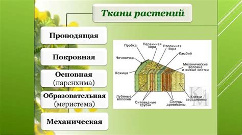 Влияние окружающей среды на размещение проводящих тканей у растений