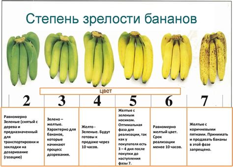 Влияние окружающей температуры на степень зрелости бананов