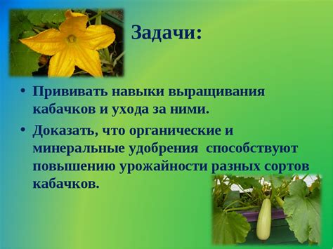 Влияние освещения на рост и урожайность кабачков