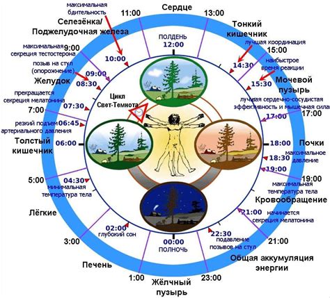 Влияние освещенности на биологические циклы и физическое благополучие