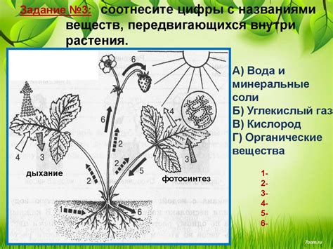 Влияние освещенности на распределение питательных веществ у быстро цветущих растений